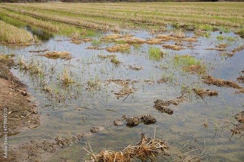 Campos regados