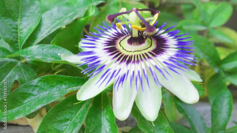 Close up of bee collecting nectar on exotic passion flower at green park. Beautiful unusual flower passiflora. Close up of bee collecting nectar on exotic passion flower at green park. Beautiful unusual flower passiflora.