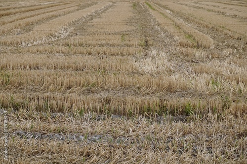 Campo sembrado de arroz