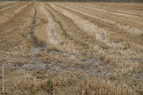 Campo cosechado