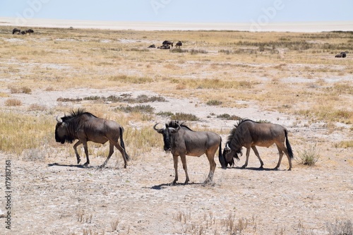 Gnu - Herde- Afrika - Namibia 