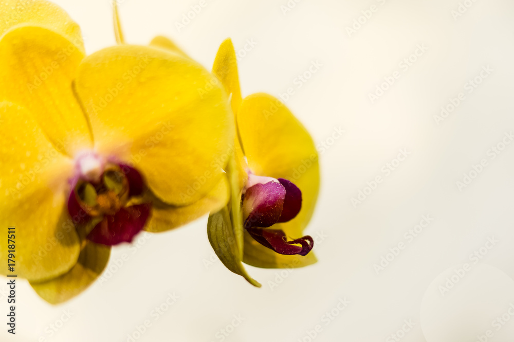 Fototapeta premium flower of a jolly orchid