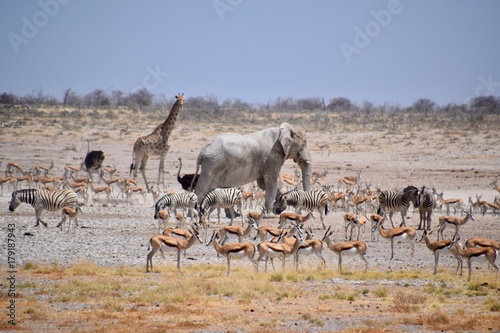Wild lebende Tiere am Wasserloch - Elefant - Gnu - Zebra - Springbock - Giraffe