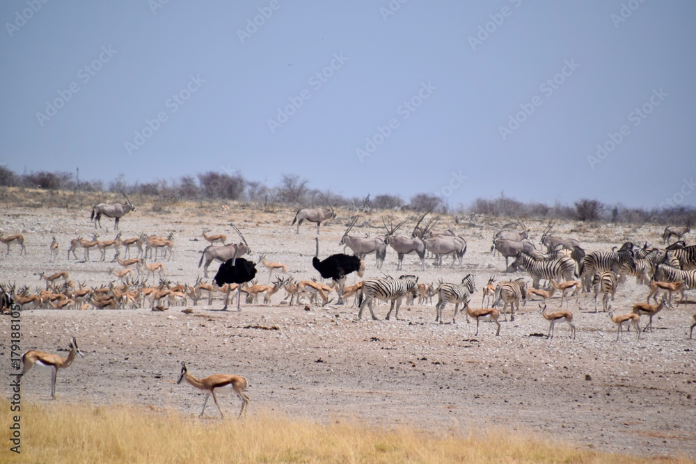 Wild lebende Tiere am Wasserloch - Elefant - Gnu - Zebra - Springbock - Giraffe Wild lebende Tiere am Wasserloch - Elefant - Gnu - Zebra - Springbock - Giraffe