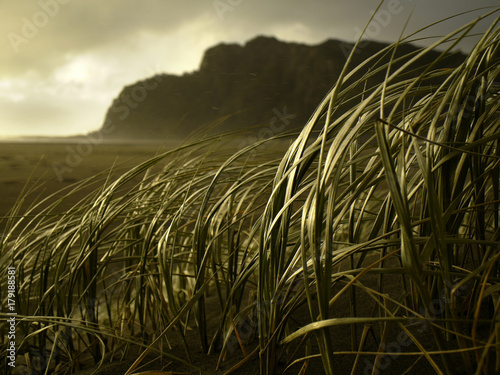 Tussock in squally weather photo