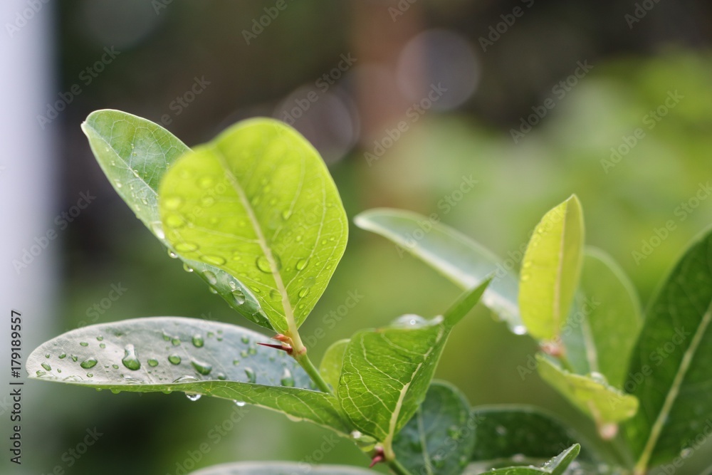 Green leaves after rainy with water drops freshness in the morning time Green leaves after rainy with water drops freshness in the morning time