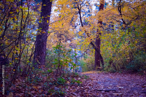 Yellow leaves on the ground, on green grass, fallen autumn foliage, autumn landscape