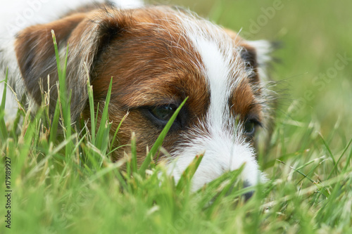 Szczeniak rasowy jack russell terrier na polanie w trawie.