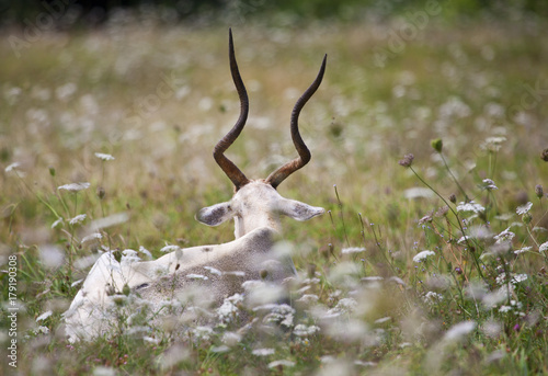 Addax resting among flowers photo
