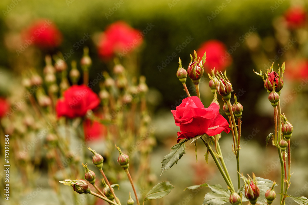Detailed close up of wild growing red roses