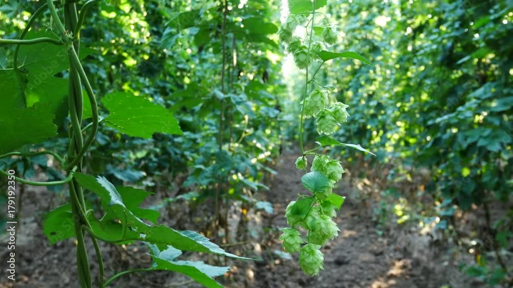 Hop Field before Sundown. No Movement Camera. Hop Field before Sundown. No Movement Camera.