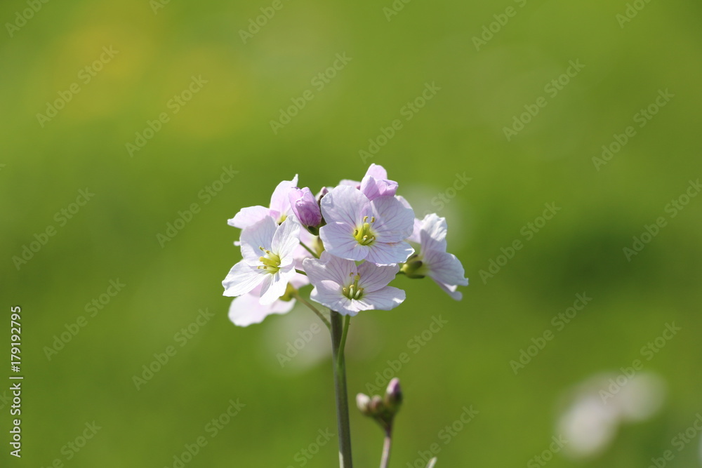Blumen Close Up / Nahaufnahme