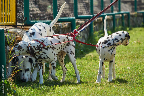 Psy trzy dalmatyńczyki na smyczach na spacerze w letni dzień.