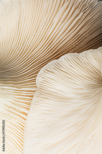 Close up view of mushroom texture