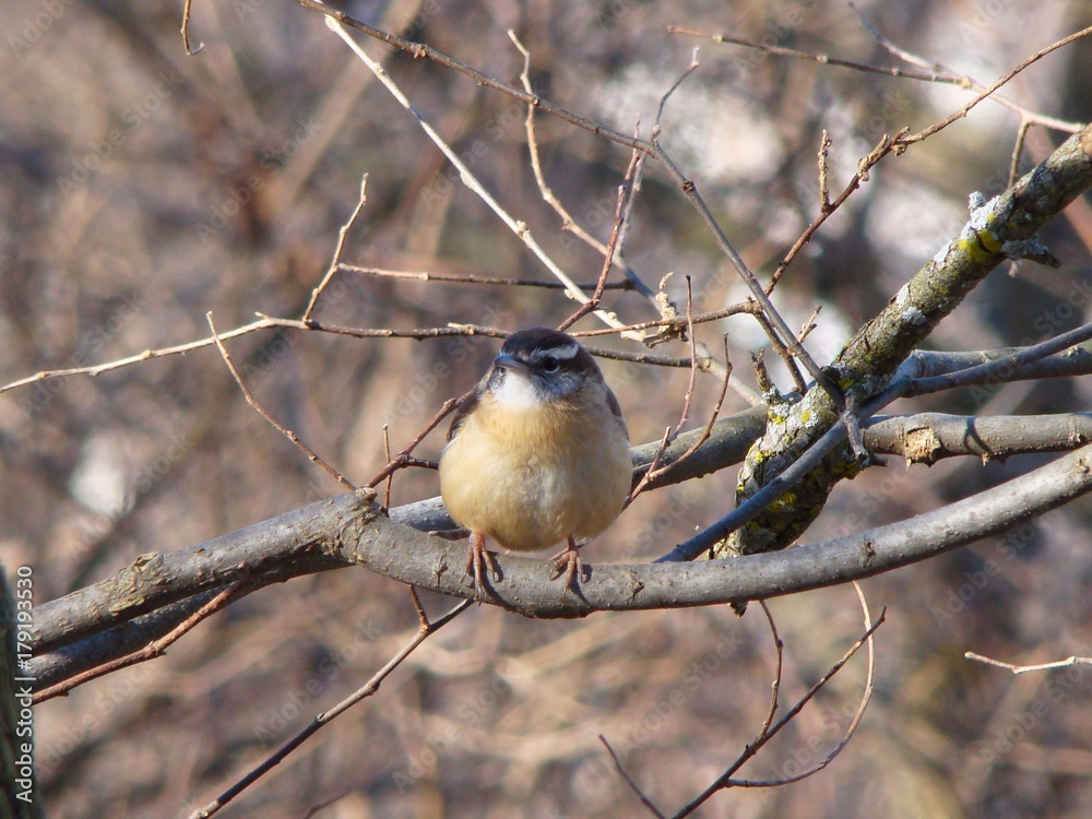 Carolina wren bird resting in the tree Carolina wren bird resting in the tree