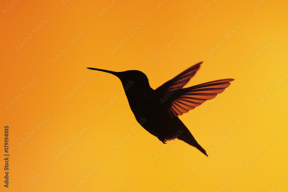 Hummingbird Silhouette Hummingbird Silhouette