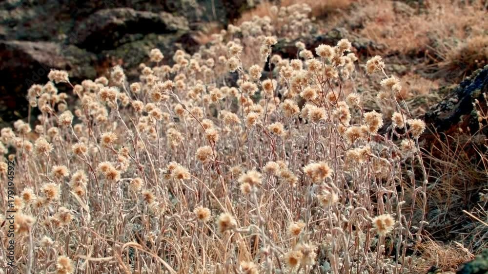 Dead flowers in fall on top of cliff Summit Steens Mountain Near malheur Wildlife Refuge 4 Dead flowers in fall on top of cliff Summit Steens Mountain Near malheur Wildlife Refuge 4