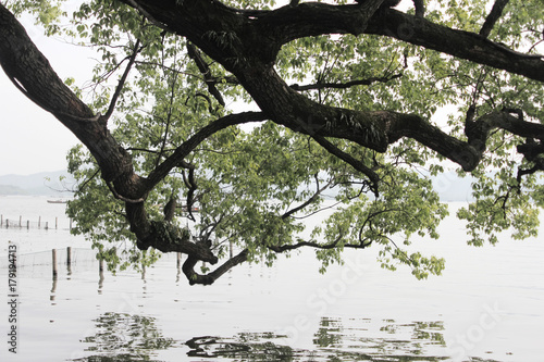 River & trees