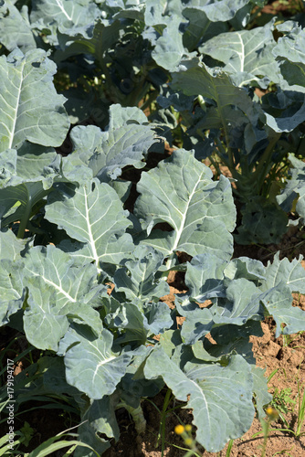 Close-up of broccoli in vegetable garden