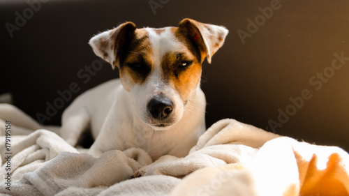 Jack Russell terrier leży na kanapie