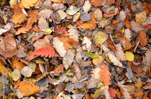 yellow and red fallen leaves on the ground  texture  background