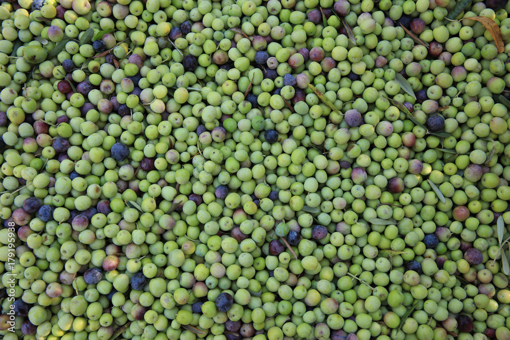 Frische Oliven auf Mallorca. Spanien Frische Oliven auf Mallorca. Spanien