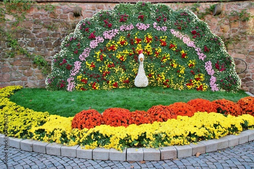 Chrysanthemenpfau in Lahr 2017