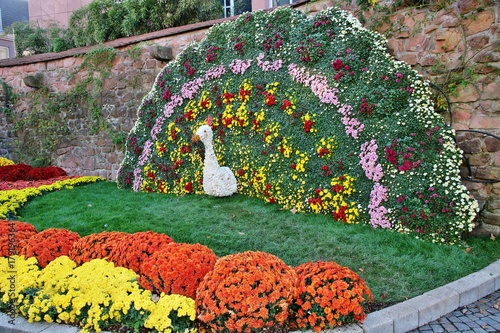 Chrysanthemenpfau in Lahr 2017