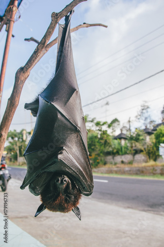 Fruit bat or flying fox (Pteropus vampyrus) hanging of a branch photo