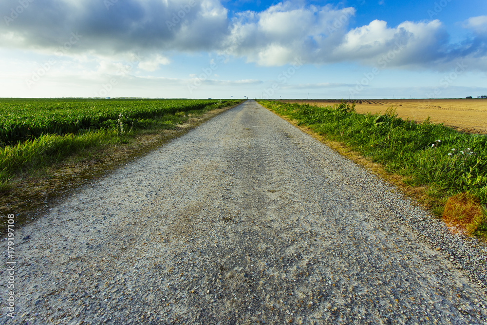 Obraz premium Empty asphalt country road passing through green and flowering agricultural fields. Countryside landscape on a sunny spring day in France. Environment friendly farming, industrial agriculture concept