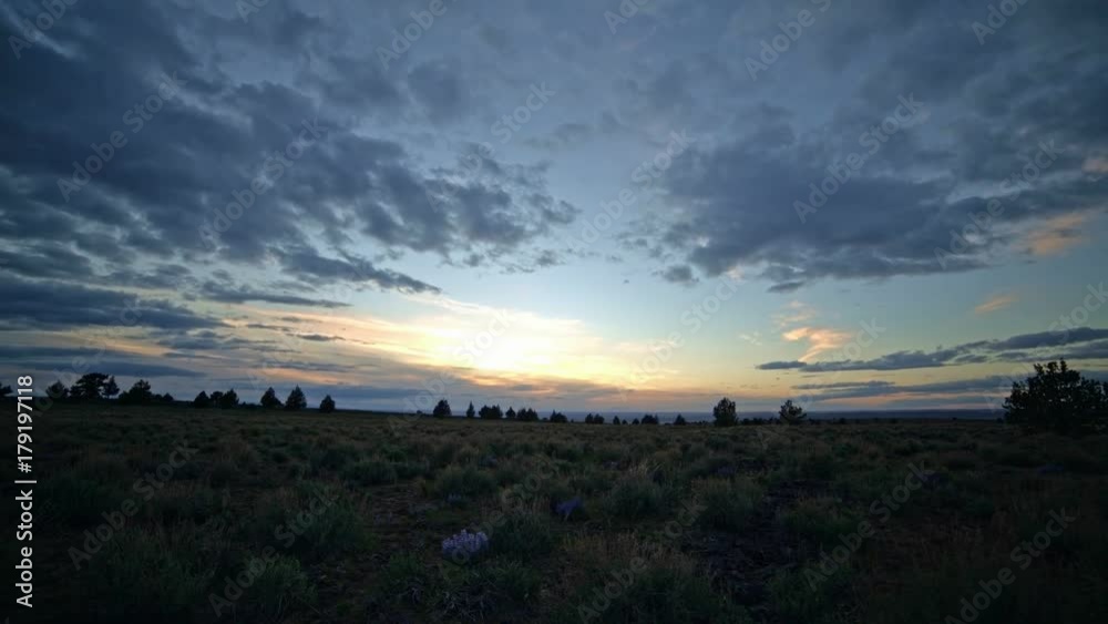 Desert wildflowers lupine at sunset South Steens Mountain near Malheur National Wildlife Refuge Desert wildflowers lupine at sunset South Steens Mountain near Malheur National Wildlife Refuge