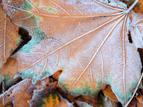 Frozen icy leaf at the ground