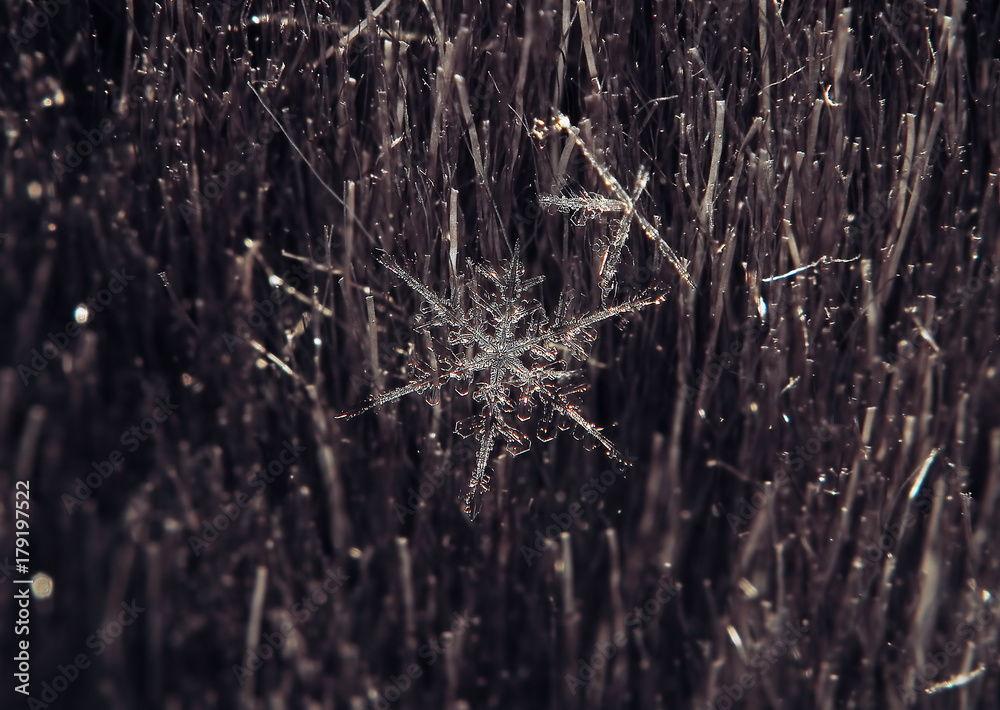 Snowflake beautifull on the grey background