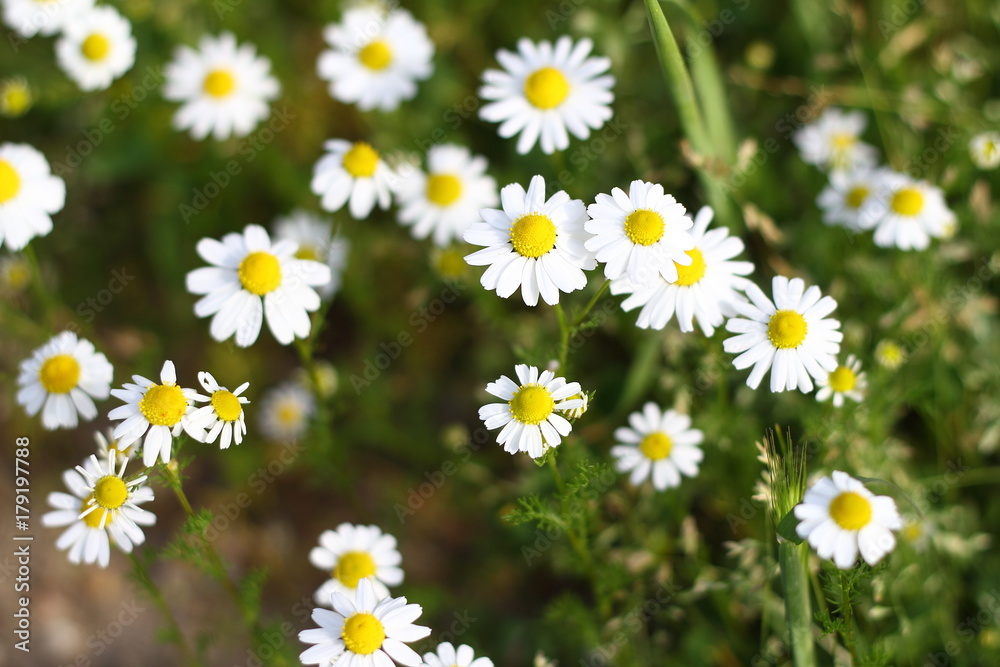 Fototapeta premium Flowers