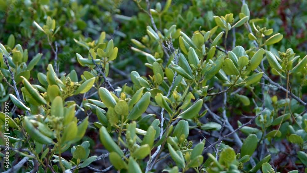 Detail macro of bushes shrubs in forest meadow at sunset Mt. Hood Spring Forest Oregon Cascade Mountains Detail macro of bushes shrubs in forest meadow at sunset Mt. Hood Spring Forest Oregon Cascade Mountains