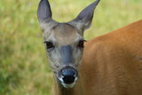 American White-Tailed Deer