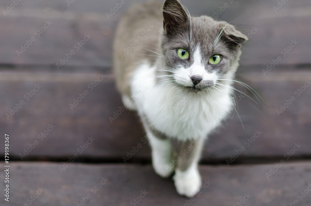 gray-white cat with one cocked ear looks at the frame
