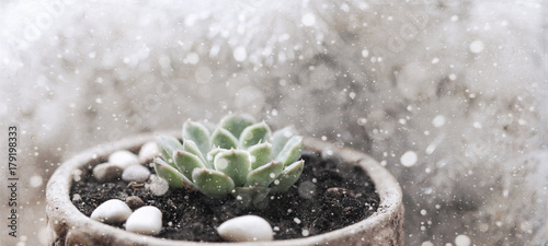 Artwork in retro style,  succulent plant,  Christmas decoration, snow