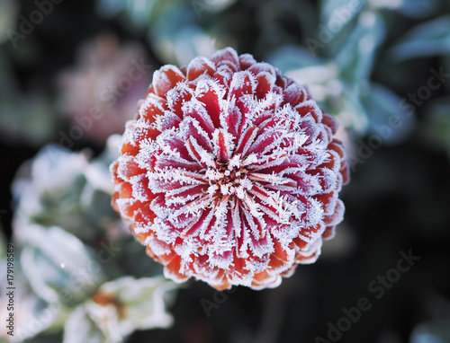 Frozen icy flower