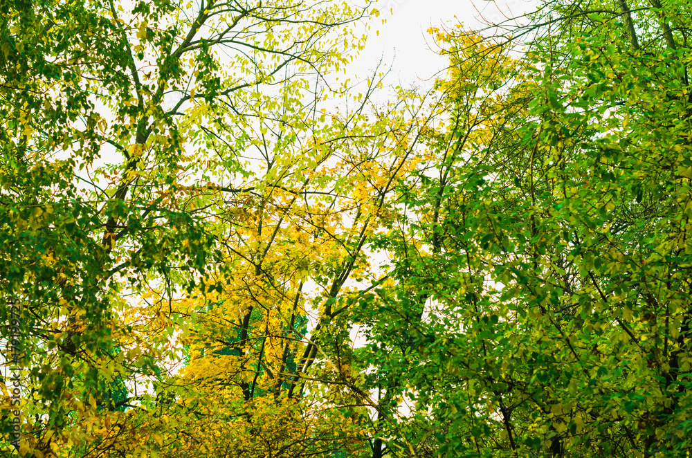 nature in autumn. the grass in the field is high. fog nature in autumn. the grass in the field is high. fog