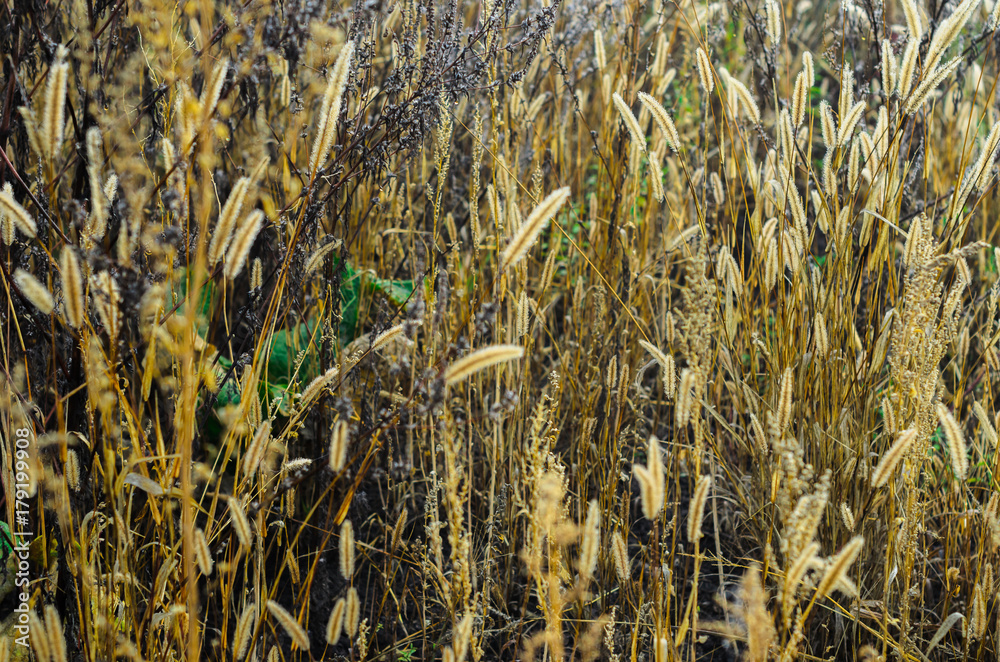misty morning in autumn in the field. withered grass . kind of loneliness misty morning in autumn in the field. withered grass . kind of loneliness