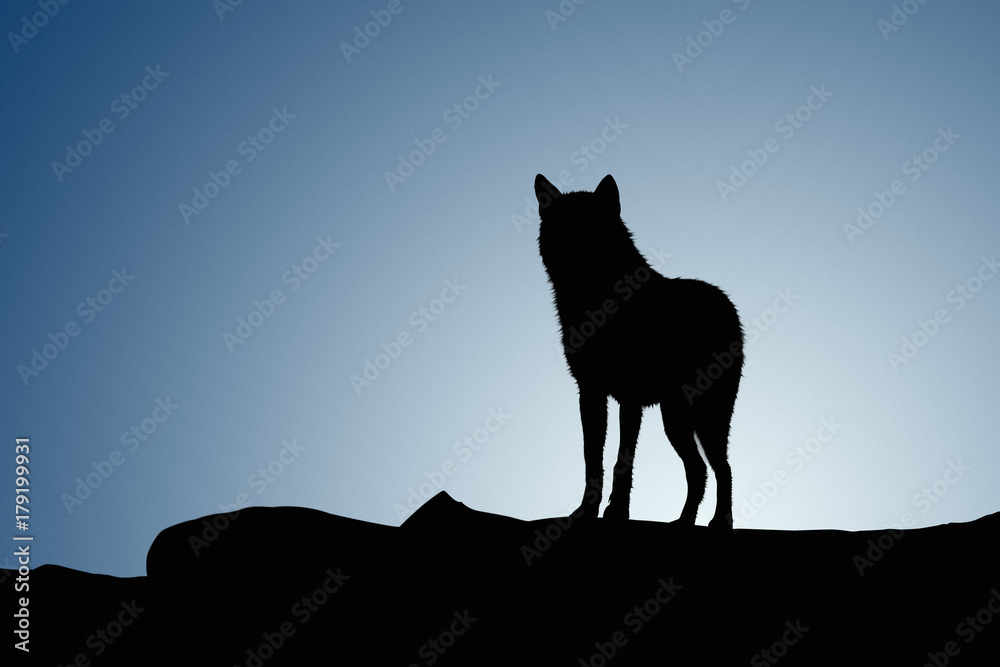 Obraz premium Wolf on a moonset