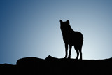 Wolf on a moonset
