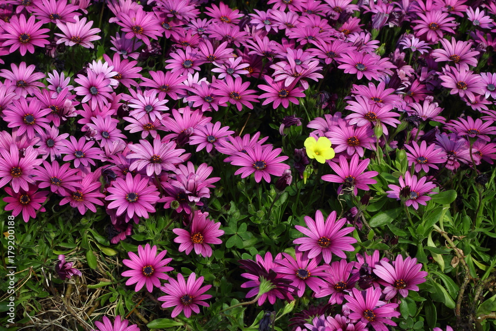 Flowers Flowers