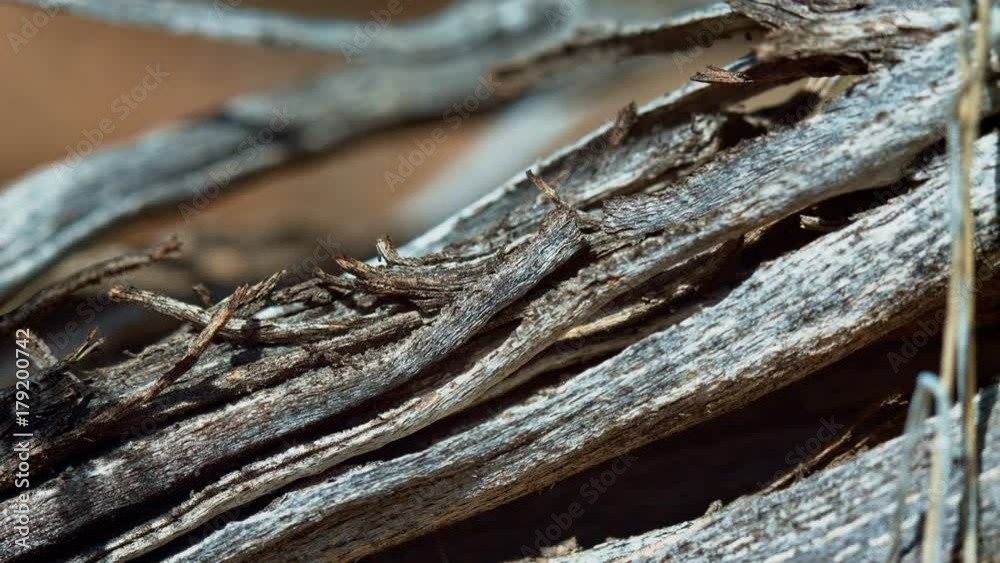 Detail of western juniper wood Spring Sutton Mountain John Day Great Basin High Desert Columbia Plateau Detail of western juniper wood Spring Sutton Mountain John Day Great Basin High Desert Columbia Plateau