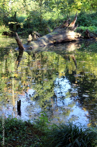 Baumstamm im Moor photo