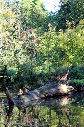 Baumstamm im Moor photo