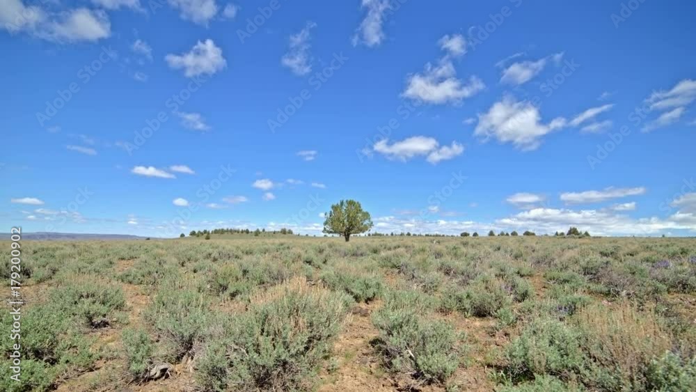 Distant lone independent juniper tree under blue sky and puffy clouds in the desert with sagebrush South Steens Mountain near Malheur National Wildlife Refuge Distant lone independent juniper tree under blue sky and puffy clouds in the desert with sagebrush South Steens Mountain near Malheur National Wildlife Refuge