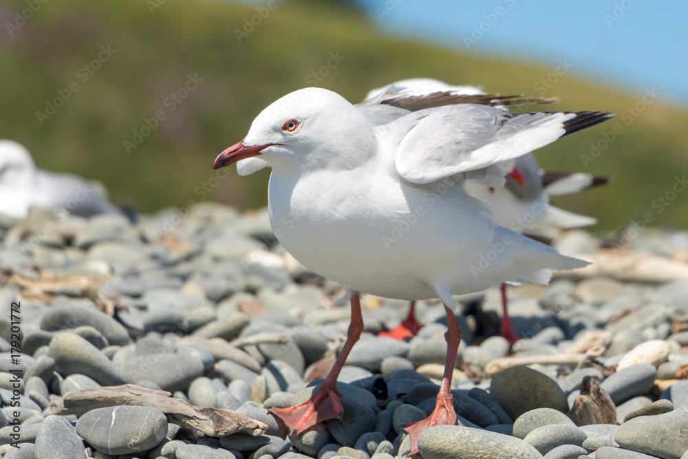 Fototapeta premium Seagull In Windy Day 