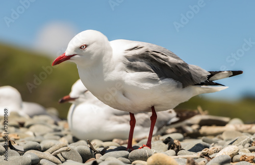 Seagull On Rocky Beach